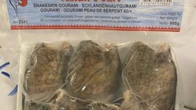 Perle d'Asie, Gourami peau de serpent