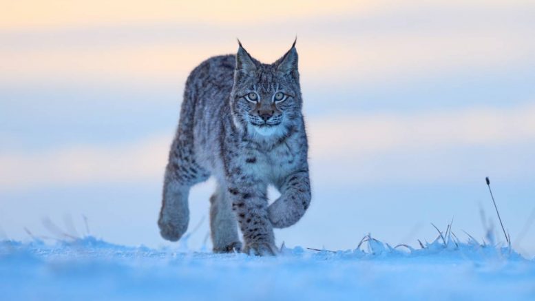 Lynx