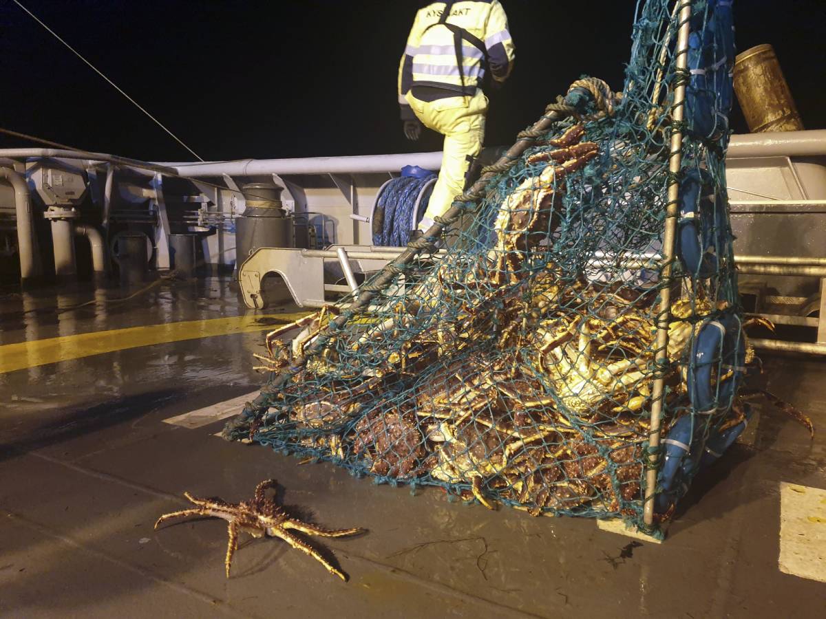Pêche illégale au crabe royal