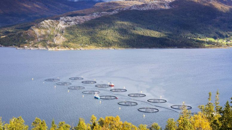 Production de saumon