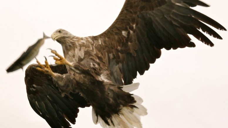 Pygargue à queue blanche