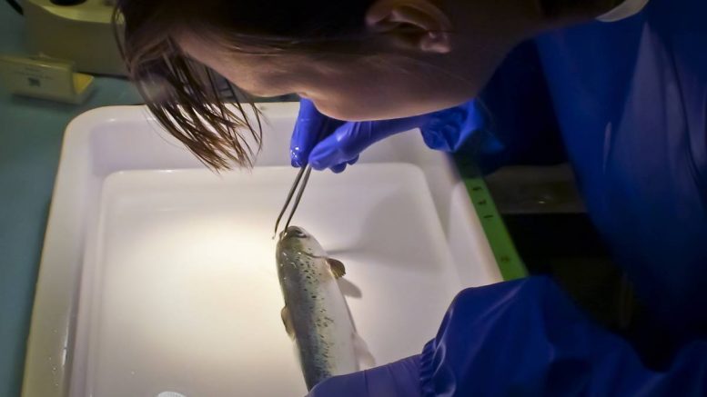 Recherche sur le saumon