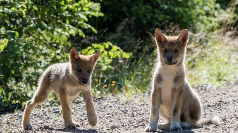chiots loups