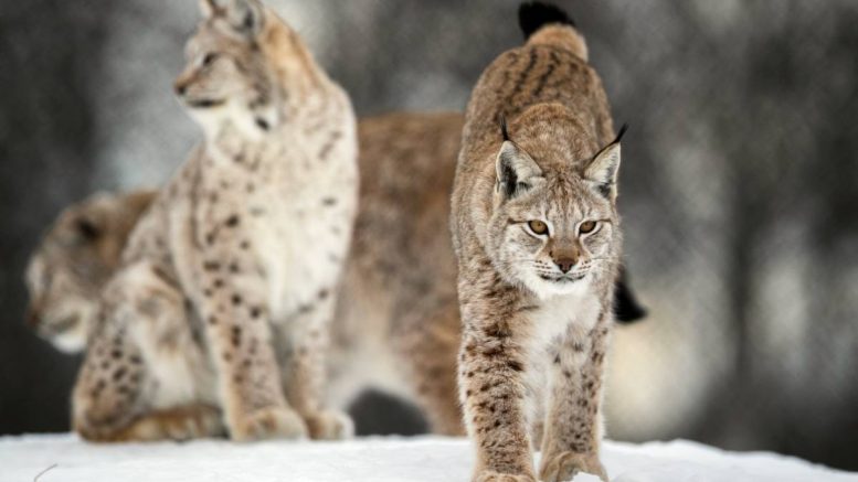 Lynx
