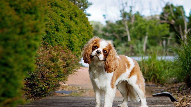 cavalier roi Charles Spaniel