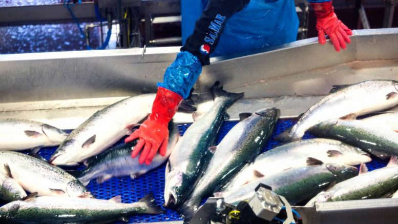 SalMar - saumon frais