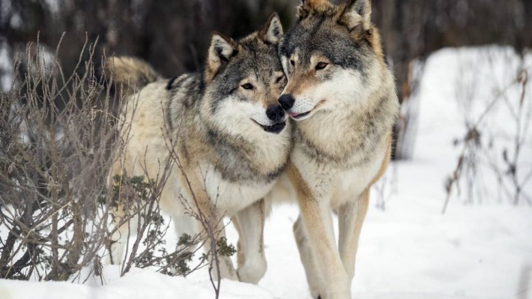 loups