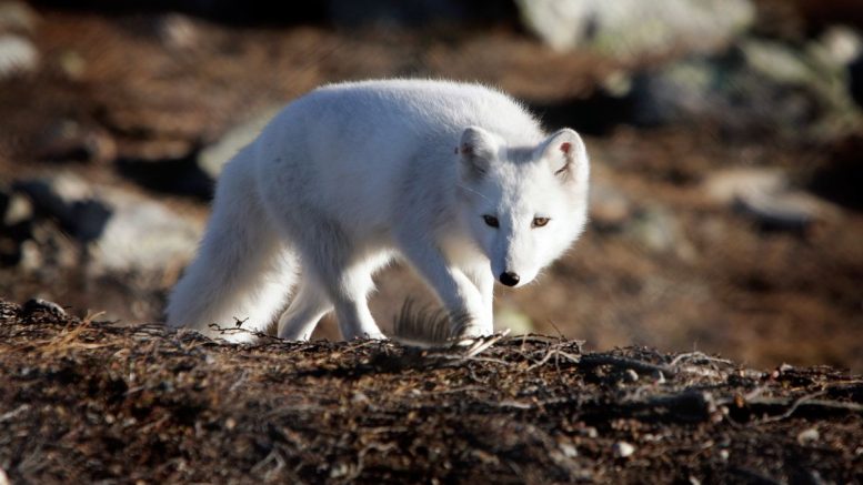 le renard arctique
